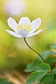 European thimbleweed (Anemone nemorosa) in a forest - Yonne - Burgundy - France
