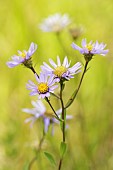 Italian Starwort (Aster amellus) in a former quarry - Auvergne - France