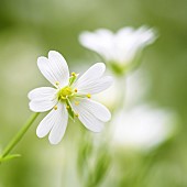 Greater Stitchwort (Stellaria holostea) on a spring evening by a footpath - Auvergne - France