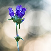Wild Clustered Bellflower (Campanula glomerata) in a dry meadow on a summer evening - Auvergne - France