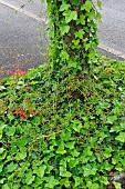 Invasive ivy around a tree trunk and cleavers, Le Mans, Sarthe, France