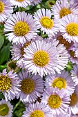 Seaside Fleabane (Erigeron glaucus)