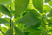 Bigleaf magnolia (Magnolia macrophylla) leaves