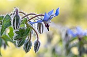 Borage (Borago officinalis), Var, France