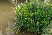 Yellow Flag (Iris pseudacorus) flowering at the edge of river Le Gouessant, Lamballe, Cotes-dArmor, France
