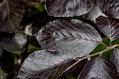 Glossy, dark leaves of Purple Beech (Fagus sylvatica Purpurea Latifolia) in june