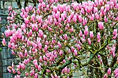 Magnolia in bloom, Vannes, Golfe du Morbihan, South Brittany, France