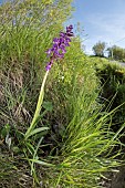 The early-purple orchid (Orchis mascula), growing near state road, Liguria, Italy