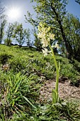 The Provence orchid (Orchis provincialis), growing under sun in forest clearing, Liguria, Italy