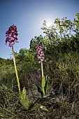 A pair of Lady orchids (Orchis purpurea) growing in the meadow, Piedmont, Italy
