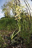 The Provence orchid (Orchis provincialis), growing under sun in forest clearing, Liguria, Italy