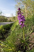 The early-purple orchid (Orchis mascula), growing near state road, Liguria, Italy