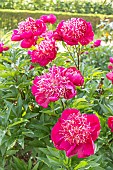 Herbaceous peony Rigolotte, Paeonia lactiflora Rigolotte, flowers