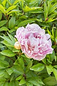Herbaceous peony Gilbert Barthelot, Paeonia lactiflora Gilbert Barthelot, flower