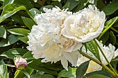Herbaceous peony Mme Jules Calot, Paeonia lactiflora Mme Jules Calot, flowers