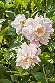 Herbaceous peony Lady Alexandra Duff, Paeonia lactiflora Lady Alexandra Duff, flowers