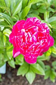 Herbaceous peony John Howard Wigell, Paeonia lactiflora John Howard Wigell, flower