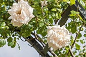 Hybrid rose of wichuraiana, Rosa New Dawn, Breeder : Sommerset 1930, flowers