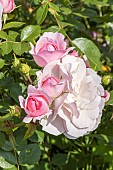 Rose Bonica, Rosa Bonica, Breeder : Meilland (FRA) 1982, flowers