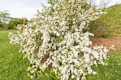 Japanese Spirea, Spiraea dasyantha, in bloom