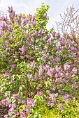 Lilac Comte de Kerchove, Syringa vulgaris Comte de Kerchove, in bloom