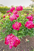 Herbaceous peony Rigolotte, Paeonia lactiflora Rigolotte, flowers