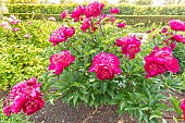 Herbaceous peony Rigolotte, Paeonia lactiflora Rigolotte, flowers