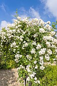 Rosa multiflora Seagull hybrid rose, Rosa Seagull Breeder: Pritchard 1907, in bloom