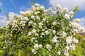 Rosa multiflora Seagull hybrid rose, Rosa Seagull Breeder: Pritchard 1907, in bloom