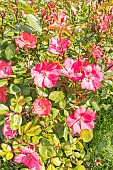 Wichuraiana hybrid rose Douceur Normande, Rosa Douceur Normande Breeder : Meilland (FRA) 1993, flowers