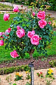 Leonardo da Vinci stem rose with blooming roses, Jardin des plantes, Le Mans, Sarthe, France
