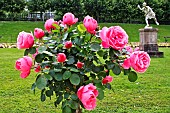 Leonardo da Vinci stem rose with blooming roses, Jardin des plantes, Le Mans, Sarthe, France