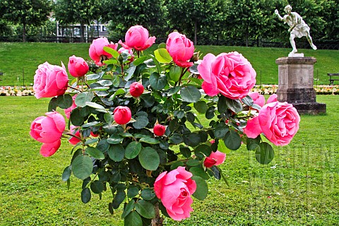 Leonardo_da_Vinci_stem_rose_with_blooming_roses_Jardin_des_plantes_Le_Mans_Sarthe_France