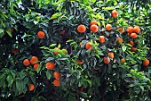 Ripening oranges in spring, Lisbon, Portugal