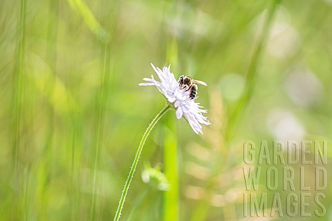 Honey_bee_Apis_mellifera_on_flower_France