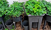 Growing strawberries in raised planters, Sarthe, France