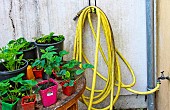 Watering hose and strawberry, celery and parsley plants on a table. Le Mans, Sarthe, France