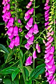 Digitale pourpre (Digitalis purpurea), toxic perennial in bloom, Arche de la Nature, Le Mans Métropole, France