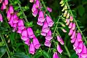 Digitale pourpre (Digitalis purpurea), toxic perennial in bloom, Arche de la Nature, Le Mans Métropole, France