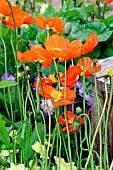 Orange Poppy flowers, Arche de la nature, Jardin pédagogique, Le Mans Métropole, Sarthe, France
