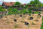Several varieties of tomato plants on straw, Arche de la nature, Jardin pédagogique, Le Mans Métropole, Sarthe, France