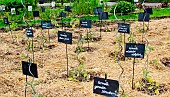 Several varieties of tomato plants on straw, Arche de la nature, Jardin pédagogique, Le Mans Métropole, Sarthe, France