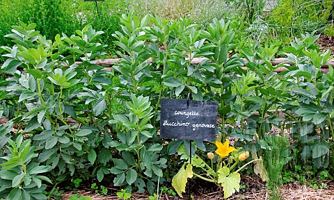 Zucchino_Genovese_zucchini_plants_Arche_de_la_nature_Jardin_pdagogique_Le_Mans_mtropole_Sarthe_Franc