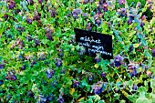 Honeywort flowers, Cerinthe major purpurascens, Arche de Nature, Jardin pédagogique, Le Mans Métropole, Sarthe, France