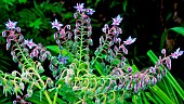 Borage, Borago officinalis, Sarthe, France