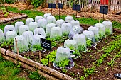Lettuce plants under plastic cloche, Arche de la nature, Jardin pédagogique, Le Mans Métropole, Sarthe, France