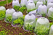 Lettuce plants under plastic cloche, Arche de la nature, Jardin pédagogique, Le Mans Métropole, Sarthe, France