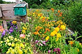 Yellow and orange poppies and on the left a nesting box for birds, Arche de la nature, Jardin pédagogique, Le Mans Métropole, Sarthe, France