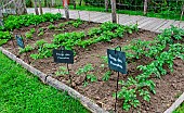 Growing Rouge des Flandres potatoes, Jardin pédagogique de lArche de la nature, Le Mans Métropole, Sarthe, France