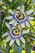Blue passionflower (Passiflora caerulea) flowers